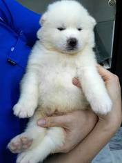 Akita Puppy for sale in ROWLAND HEIGHTS, CA, USA
