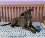 Small #1 Labrador Retriever Mix