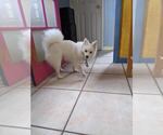 Small #10 American Eskimo Dog