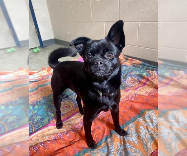 Medium Photo #1 Chug Puppy For Sale in Fort Wayne, IN, USA