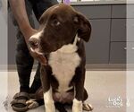 Small #2 Labrador Retriever Mix