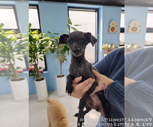 Poodle (Toy) Dogs for adoption in Agoura Hills, CA, USA