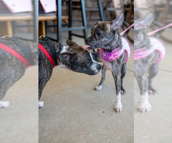 Medium Photo #5 Boston Terrier-Unknown Mix Puppy For Sale in Mundelein, IL, USA