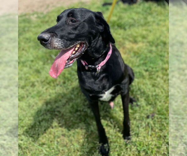 Medium Photo #8 Great Dane-Poodle (Standard) Mix Puppy For Sale in Pacolet, SC, USA