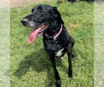 Small #7 Great Dane-Poodle (Standard) Mix