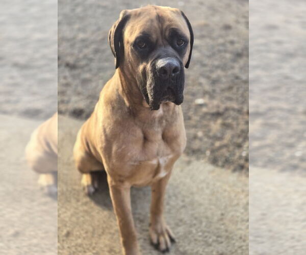 Medium Photo #1 Mastiff Puppy For Sale in Bardstown, KY, USA