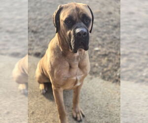 Mastiff Dogs for adoption in Bardstown, KY, USA