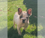 Small Photo #1 French Bulldog Puppy For Sale in AURORA, IL, USA