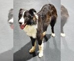 Small Photo #13 Border Collie Puppy For Sale in Highland, IL, USA