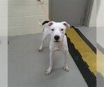 Small Dalmatian Mix