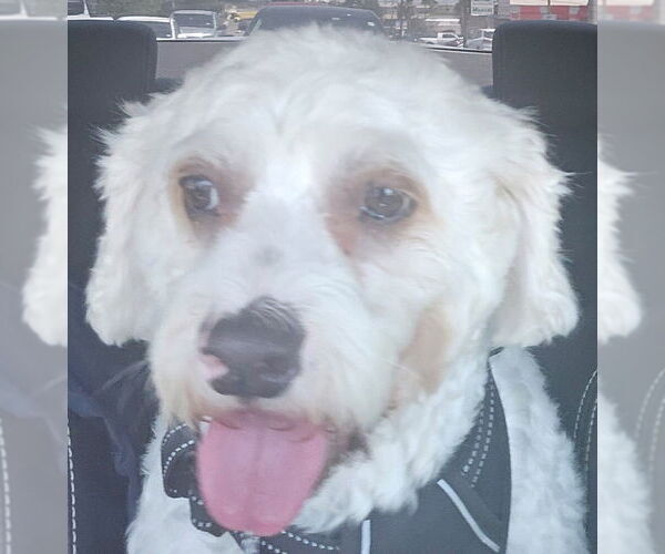Medium Photo #1 Maltipoo Puppy For Sale in San Antonio, TX, USA