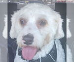 Small Maltipoo
