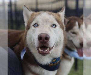 Siberian Husky-Unknown Mix Dogs for adoption in San Antonio, TX, USA