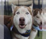 Small Siberian Husky Mix