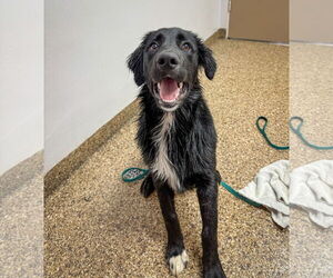 Border Collie-Unknown Mix Dogs for adoption in San Diego, CA, USA