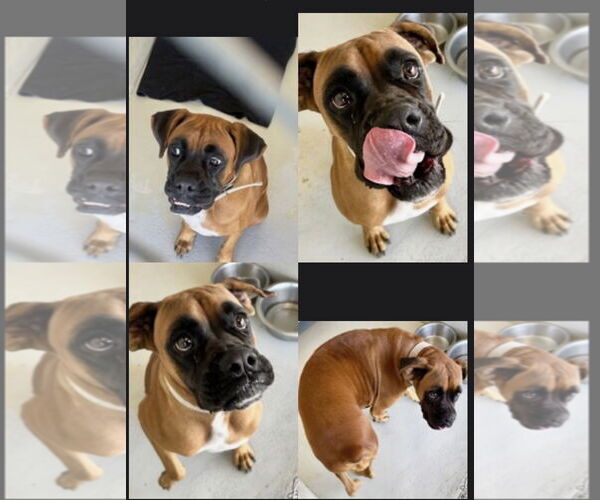 Medium Photo #5 Boxer Puppy For Sale in  Katy, TX, USA
