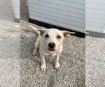 Small #1 American Pit Bull Terrier Mix