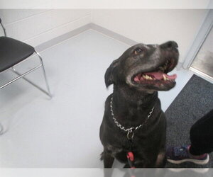 Labrador Retriever-Unknown Mix Dogs for adoption in Ocala, FL, USA