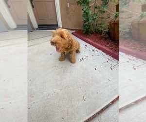 Australian Labradoodle Puppy for Sale in PERRIS, California USA