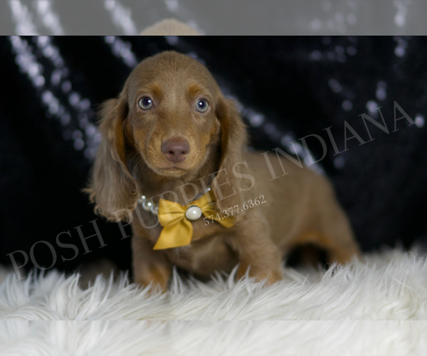 Medium Photo #3 Dachshund Puppy For Sale in WARSAW, IN, USA