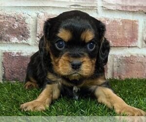 Cavalier King Charles Spaniel Puppy for sale in MOBERLY, MO, USA
