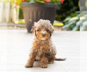 Poodle (Miniature) Puppy for sale in LEOLA, PA, USA