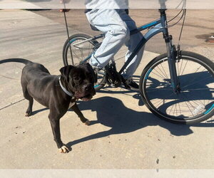 Diesel - Foster or Adopt Me! - Male American Staffordshire Terrier-Boxer Mix Dog for Adoption - Photo #12
