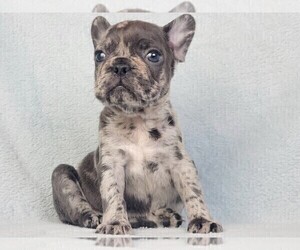 French Bulldog Puppy for sale in NEW YORK, NY, USA