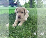 Small Photo #5 Labrador Retriever Puppy For Sale in IOWA CITY, IA, USA