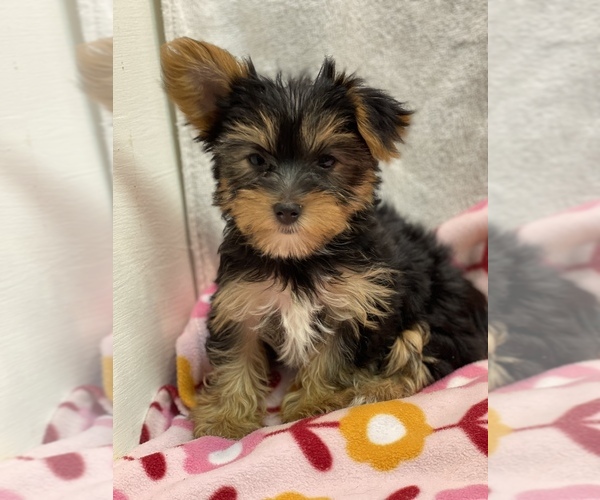 Medium Photo #1 Yorkshire Terrier Puppy For Sale in HOPKINSVILLE, KY, USA