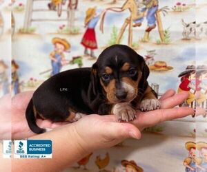 Dachshund Puppy for sale in WINNSBORO, LA, USA