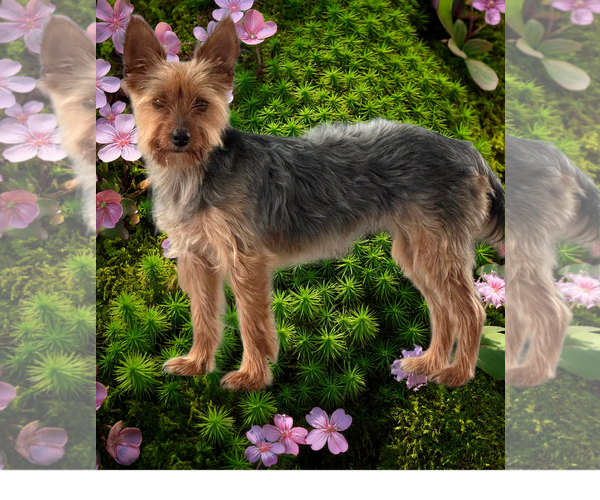 Medium Photo #3 Mutt Puppy For Sale in Allentown,, PA, USA