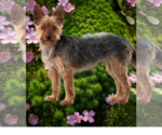 Small #2 Mutt