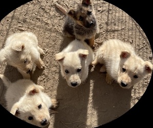 Shollie Puppy for sale in PRINEVILLE, OR, USA