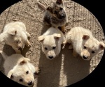 Image preview for Ad Listing. Nickname: Puppies