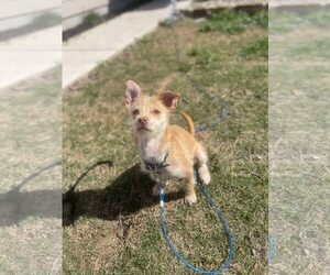 Mutt Dogs for adoption in Dallas, TX, USA