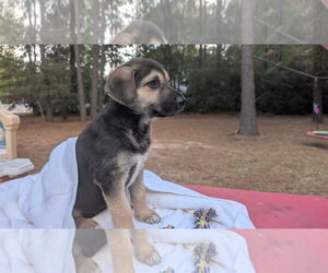 German Shepherd Dog-Unknown Mix Dogs for adoption in The Woodlands, TX, USA