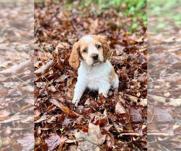 Medium Photo #2 Brittany Puppy For Sale in BERKSHIRE, NY, USA