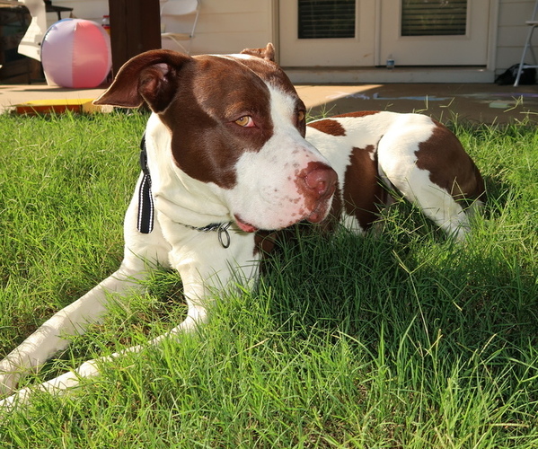 Medium Photo #1 American Bully Puppy For Sale in SALISBURY, NC, USA