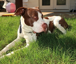 Father of the American Bully puppies born on 08/11/2025