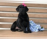 Small Photo #1 Labrador Retriever Puppy For Sale in EAST EARL, PA, USA
