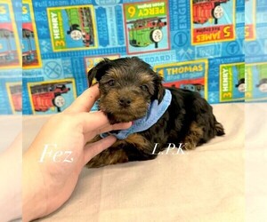 Yorkshire Terrier Puppy for sale in WINNSBORO, LA, USA