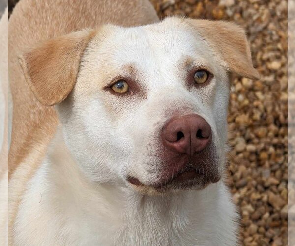 Medium Photo #1 Mutt Puppy For Sale in Anniston, AL, USA
