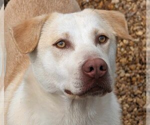 Mutt Dogs for adoption in Anniston, AL, USA