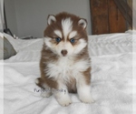 Image preview for Ad Listing. Nickname: Cooper Pomsky