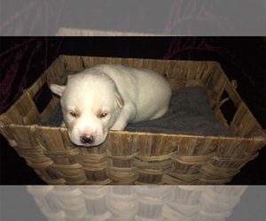 Siberian Husky Puppy for sale in CHARLESTON, IL, USA