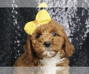 Goldendoodle (Miniature) Puppy for Sale in WARSAW, Indiana USA