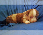 Small Photo #5 Miniature Australian Shepherd Puppy For Sale in HILLIARD, OH, USA