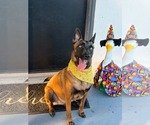 Small Photo #2 Mutt Puppy For Sale in Escondido, CA, USA