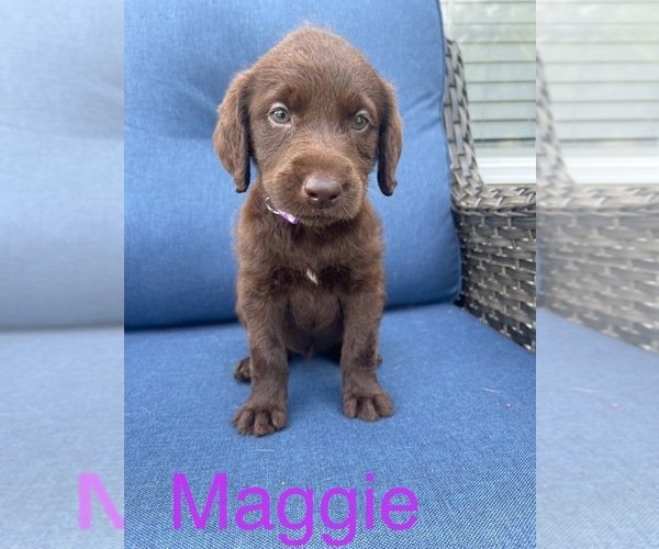 Medium Photo #7 Labradoodle Puppy For Sale in GEORGETOWN, SC, USA